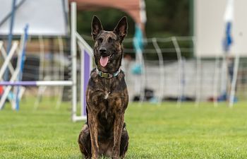 Book Canine Good Citizen (CGC) Practice Test