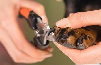 Book Nail Trim