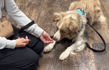 Book Get Further, Faster: Private Lessons Pet Valu Elmvale