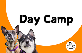 Book Day Camp