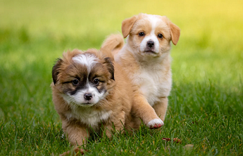 Book Orientation - Puppy Start Right