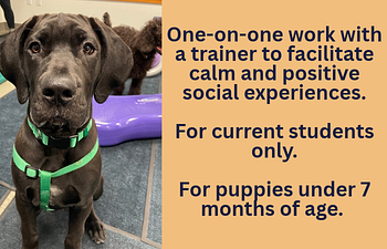 Book Puppy Booster- 30min