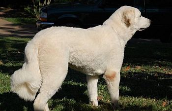 Book MED/LONG COAT - FULL HAIRCUT - Bath/Nails/Full Body Haircut of Choice - 5 - *XX_LARGE DOG* (80_to_110LBS) - $130+ (FULL HAIRCUT INCLUDED)