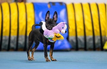 Book S.T.A.R. Puppy