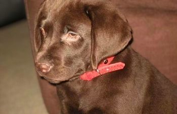 Book Service Dog Candidate Assessment & Consultation