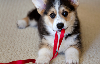 Book Puppy Preschool Class 