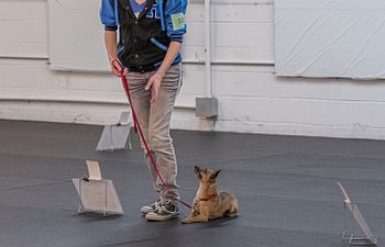 Book On-Leash Manners Workshop