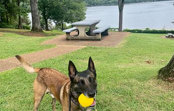 Book Off Leash Recalls Control and Freedom