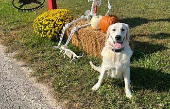 Book Vacation Boarding