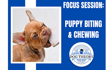 Book Focus Session: Puppy Biting and Chewing 