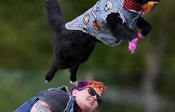 Book Training - GROUP CLASS - Disc Dog: Freestyle Tricks and Flatwork (Advanced)