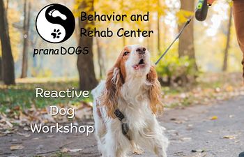 Book Reactive Dog Workshop - Classroom Session