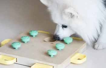 Book Nosework Games! (5 week)