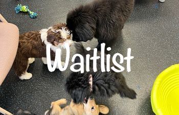 Book Puppy Prep Day School Series