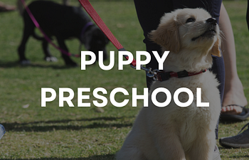 Book Puppy Preschool