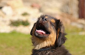 Book QLD MY PUPPY SCHOOL 