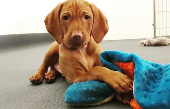 Book First Paw Forward (Puppy Obedience Class) 