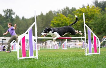 Book Private Agility Lesson (Availability) - 30 minutes