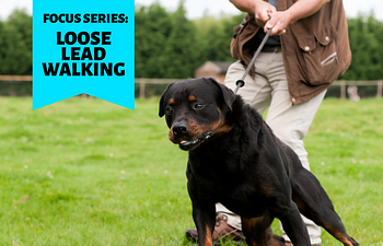 Book FOCUS SERIES: Loose Lead Walking