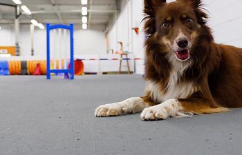 Book Agility Hall Rental Two Students (60 Minutes)