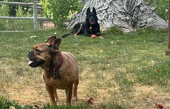 Book In-home Boarding - 2 dogs same household