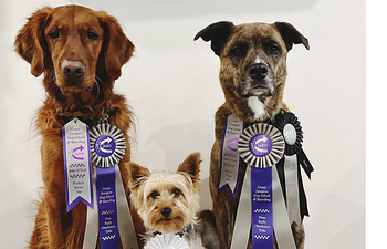 Book Intro to Rally Obedience Class 
