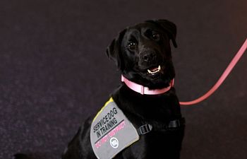 Book Level 1 - Service Dog Foundations 