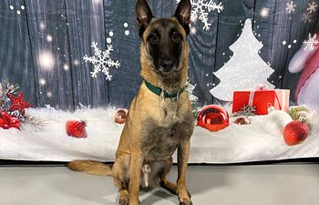 Book Pet / Family Pictures