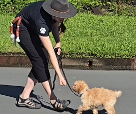 Book Private Puppy Training Consultation