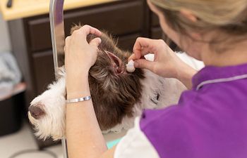 Book Ear Cleaning