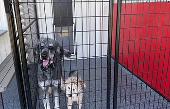 Book Full Throttle Haven  - Outside Access (2 Dogs) - 5X8 