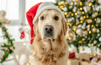 Book Christmas Pooch - "Leave It" and "On Your Bed" Training
