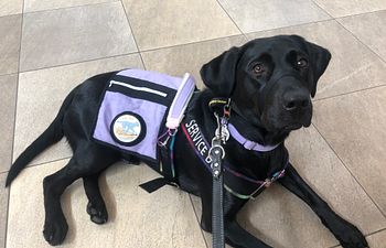 Book Advanced Service Dog Team 5-Session Support Package