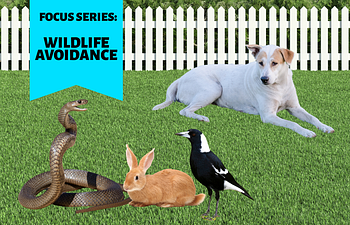 Book FOCUS SERIES: Wildlife Avoidance