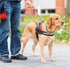 Book Service Dog Board and Train 