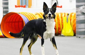 Book Agility Hall Rental Two Students (30 Minutes)