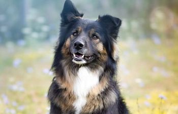 Book Core Calibration Series