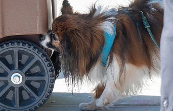 Book NE101 Nose Work Sniff n Go - NW1
