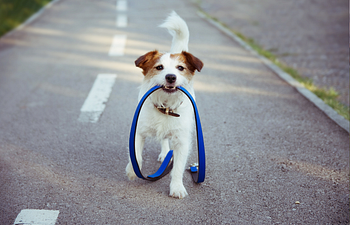 Book Loose Leash/ Recall Class 