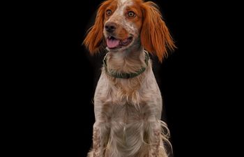 Book Obedience (Manners and Life Skills) Experienced and CGC