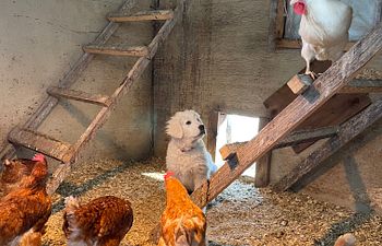 Book LGD Puppy Prep Visit