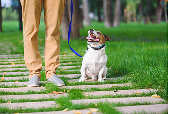 Book Canine Coaching Hour - Drop In Class 