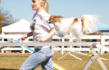 Book Private Session for Agility