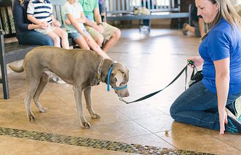 Book Basic Obedience Class at Lake Olympia Animal Hospital