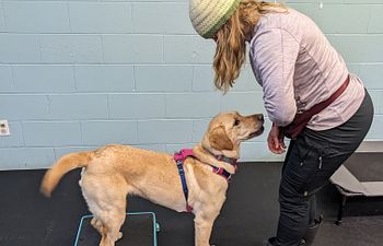 Book Training - GROUP CLASS - Agility Fun and Foundations - $35