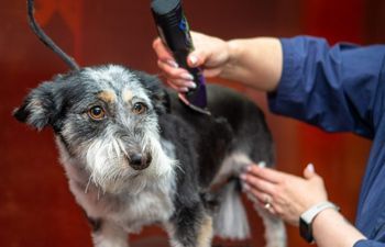 Book GROOMING: Shave & A Haircut (Medium to Long Coats) - 3 - *LARGE DOG* (35_to_49bs) - $85+ (FULL HAIRCUT INCLUDED)