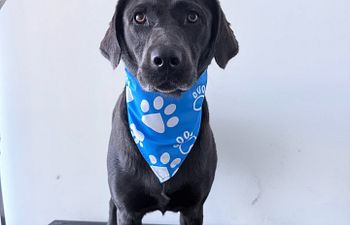 Book Basic Bath Large Dogs 41—75 lbs
