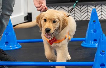 Book Puppy Elements: Socialization Class 