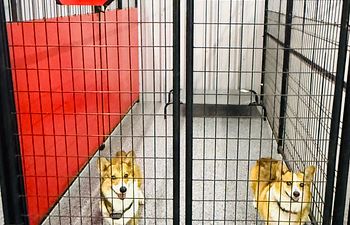 Book Pit Crew Palace - Extra Large Suite (2 Dogs) 