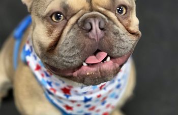 Book Private Lesson | Puppy | At Facility (50 min)